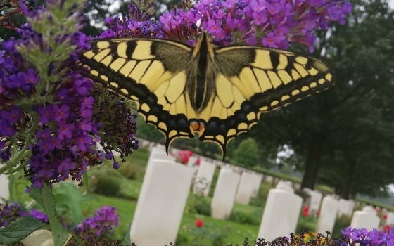 Militaire Ereveld in Groesbeek onthult een blik achter de schermen tijdens Open Monumentendag