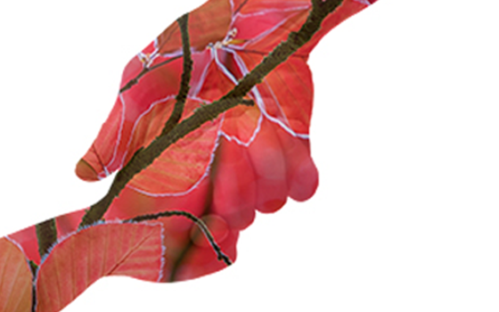 Vriendenmiddag Stichting voor Cultuur en Solidariteit